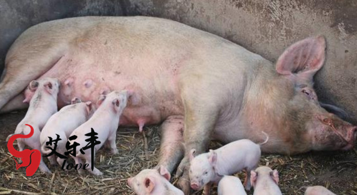 养猪人知道，饲料决定养猪成本，技术决定利润-预混料厂家-猪饲料品牌-妊娠猪饲料配方